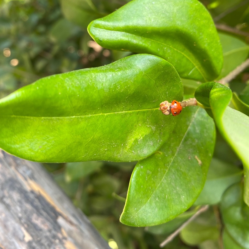 Meet your Posher, Faten